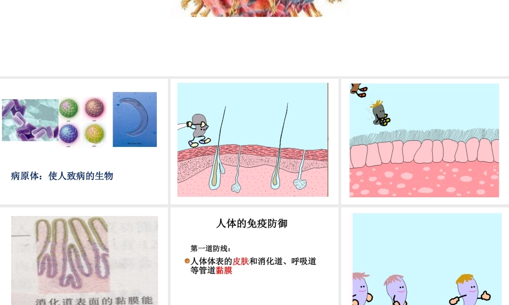 八年级生物下册 23.1 人体的免疫防线课件 苏科版