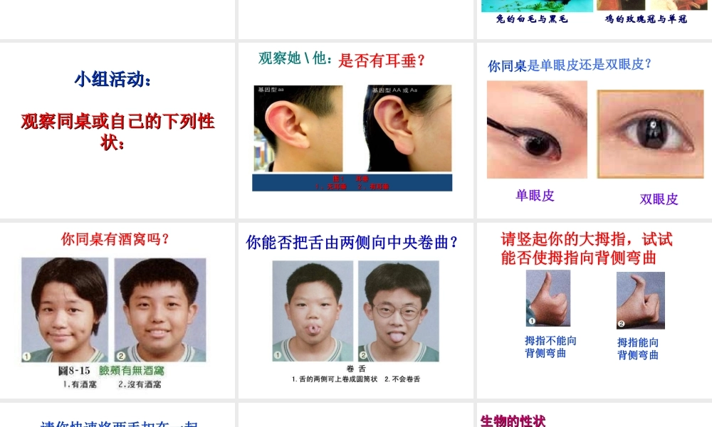 八年级生物下册 7.2.1 基因控制生物的性状课件 （新版）新人教版-（新版）新人教版初中八年级下册生物课件