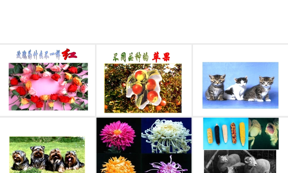 八年级生物下册 7.2.5 生物的变异课件2 新人教版