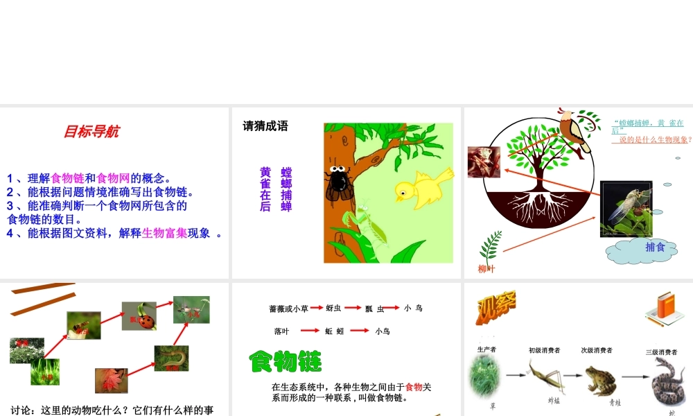 八年级生物下册 6.2.2《食物链和食物网》课件 济南版