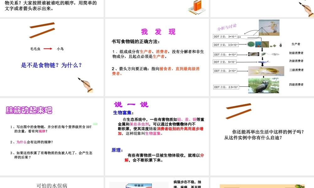 八年级生物下册 6.2.2《食物链和食物网》课件 济南版