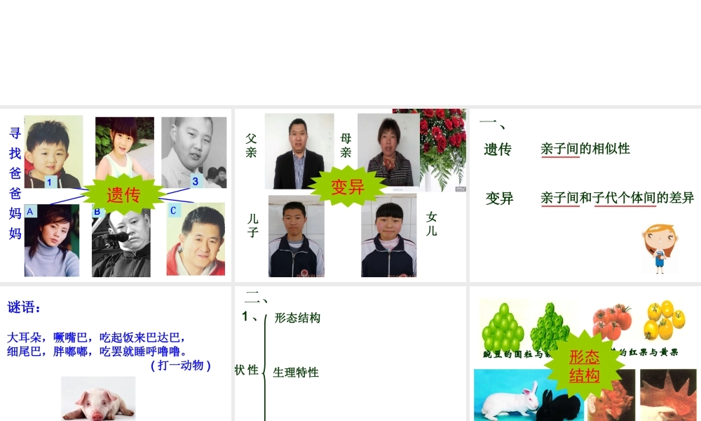 八年级生物下册 7.2.1 基因控制生物的性状课件 （新版）新人教版