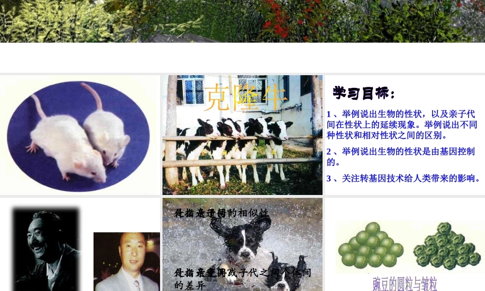 八年级生物下册 7.2.1 基因控制生物的性状课件 新人教版-新人教版初中八年级下册生物课件