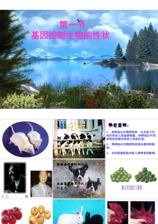 八年级生物下册 7.2.1 基因控制生物的性状课件 新人教版-新人教版初中八年级下册生物课件