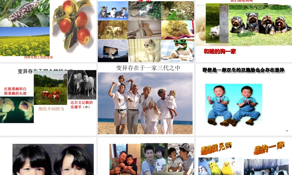 八年级生物下册 7.2.5 生物的变异课件3 新人教版