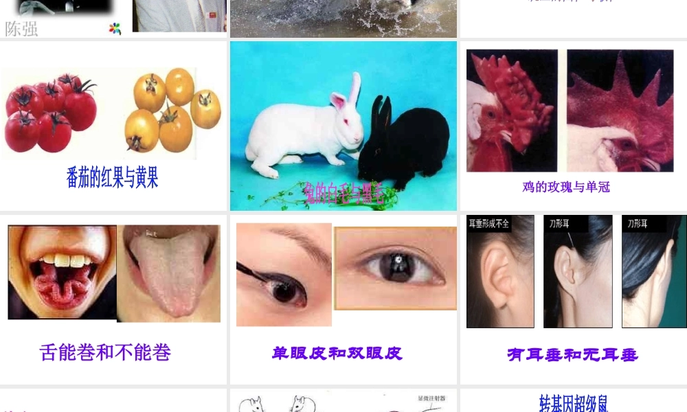 八年级生物下册 7.2.1 基因控制生物的性状课件 新人教版-新人教级下册生物课件