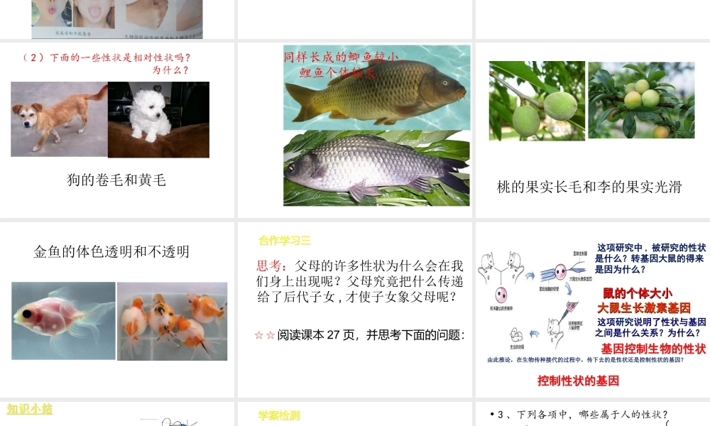 八年级生物下册 7.2.1 基因控制生物的性状课件1 （新版）新人教版