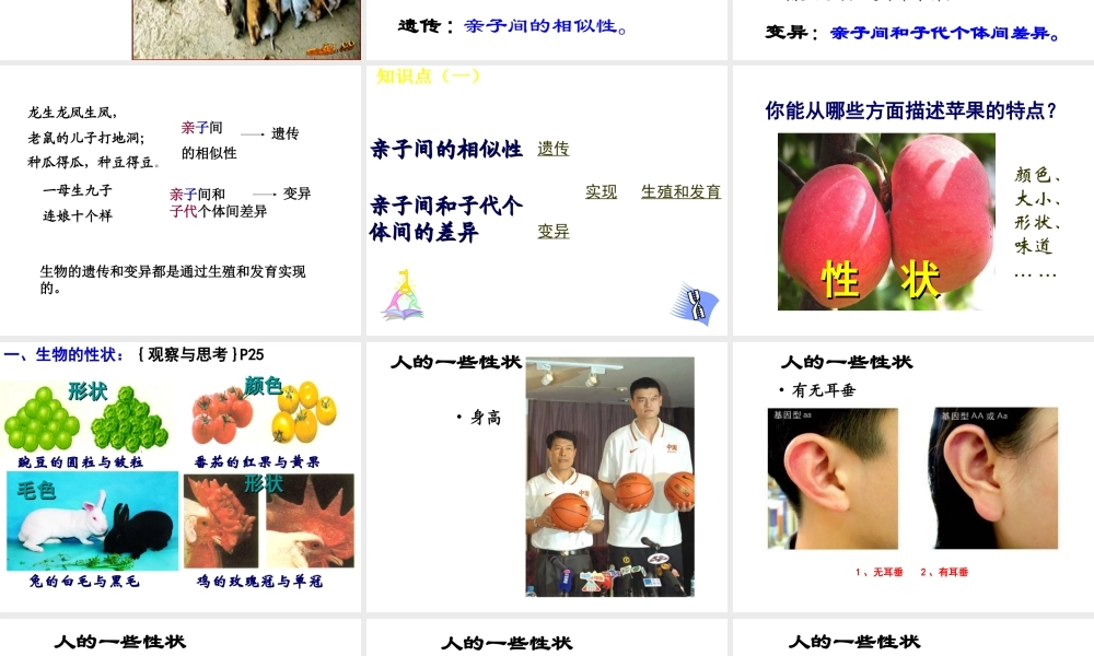 八年级生物下册 7.2.1 基因控制生物的性状课件1 新人教版