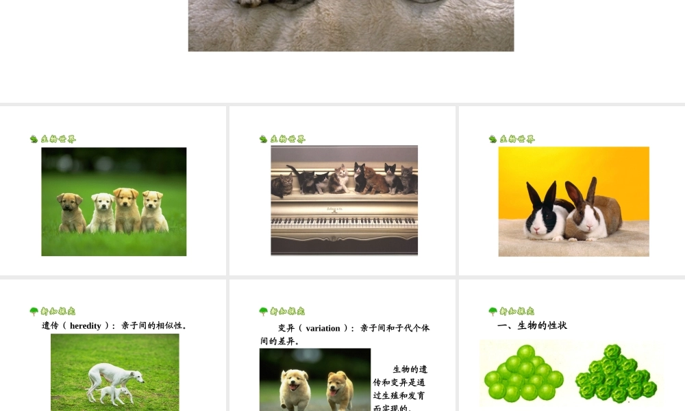 八年级生物下册 7.2.1 基因控制生物的性状课件2 （新版）新人教版