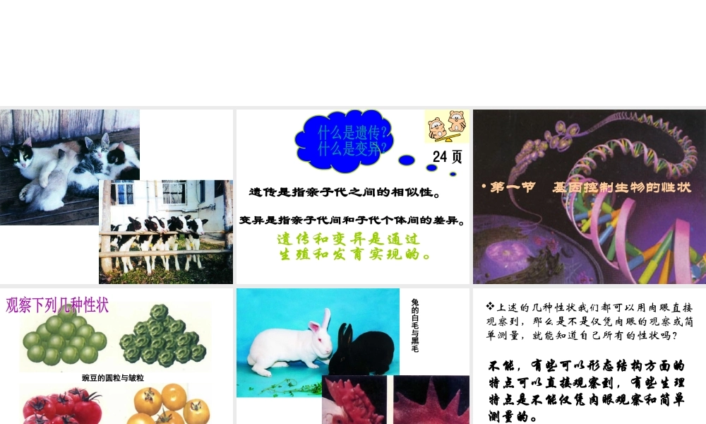 八年级生物下册 7.2.1 基因控制生物的性状课件2 新人教版