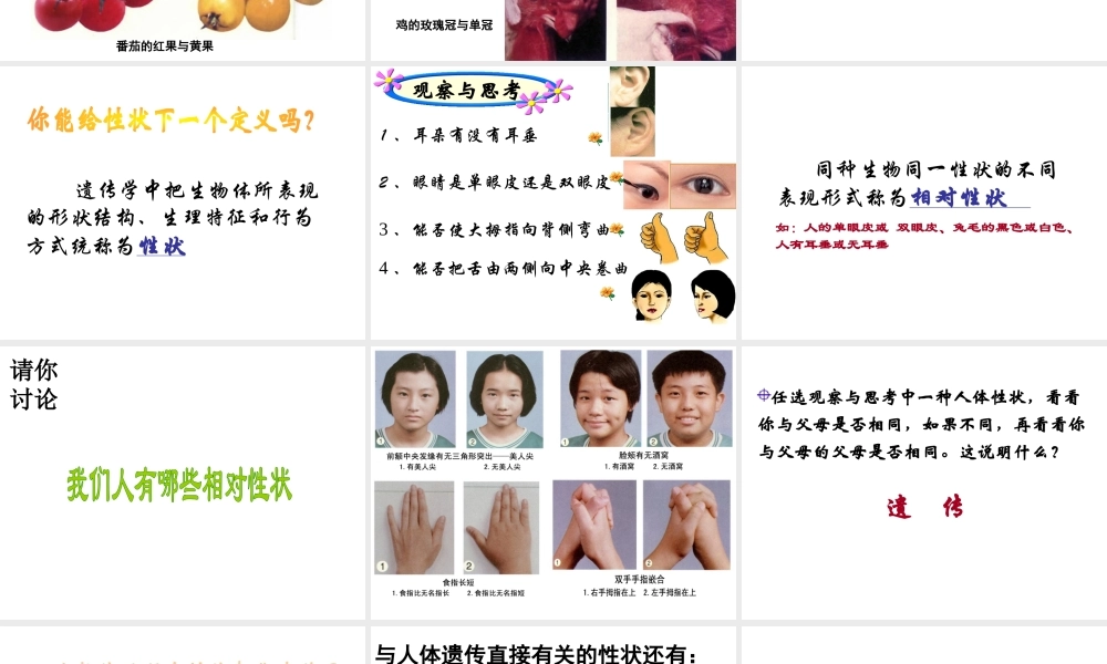 八年级生物下册 7.2.1 基因控制生物的性状课件2 新人教版