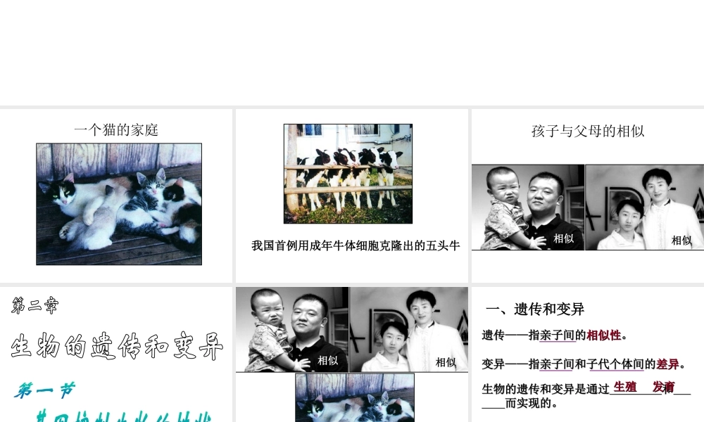 八年级生物下册 7.2.1 基因控制生物的性状课件3 （新版）新人教版