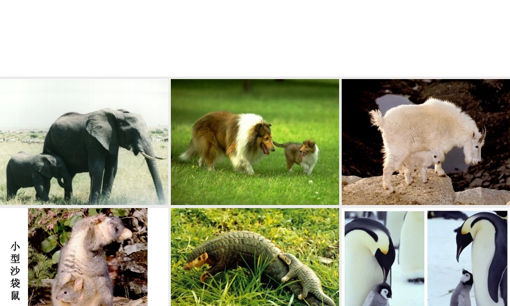 八年级生物下册 7.2.1 基因控制生物的性状课件4 （新版）新人教版