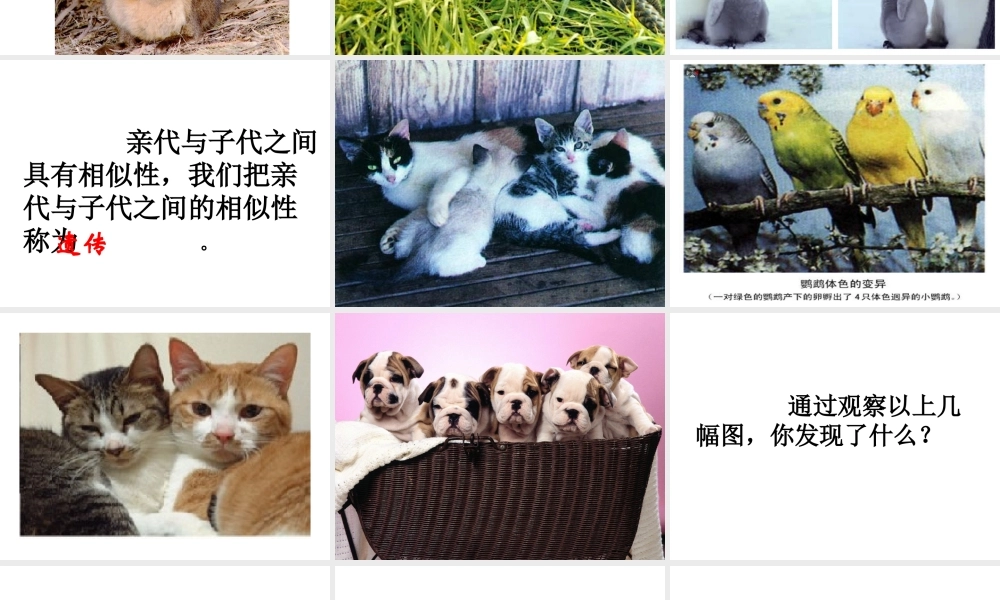 八年级生物下册 7.2.1 基因控制生物的性状课件4 （新版）新人教版