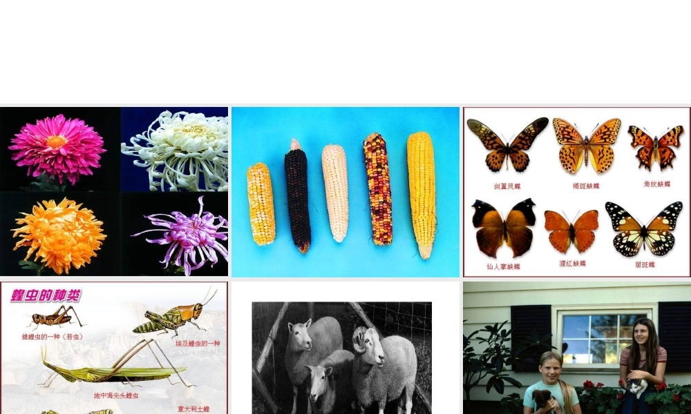 八年级生物下册 7.2.5生物的变异课件1 （新版）新人教版-（新版）新人教版初中八年级下册生物课件