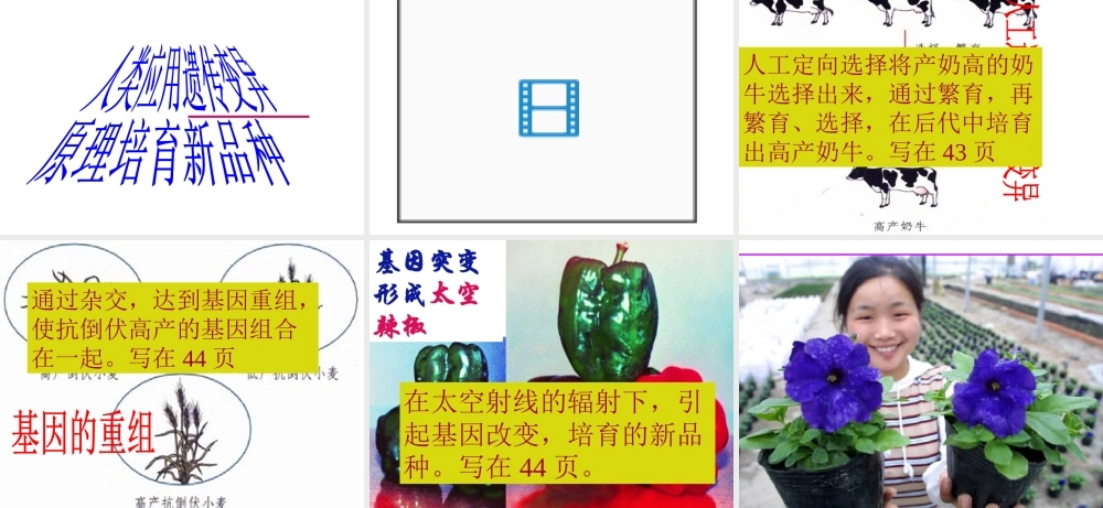 八年级生物下册 7.2.5生物的变异课件1 （新版）新人教版-（新版）新人教版初中八年级下册生物课件