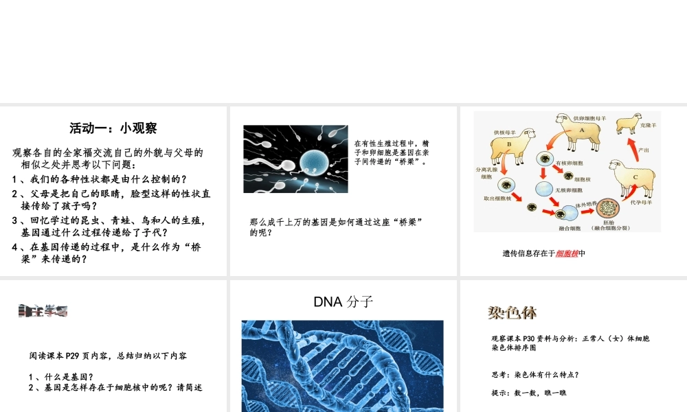 八年级生物下册 7.2.1 基因在亲子代间的传递课件 （新版）新人教版-（新版）新人教版初中八年级下册生物课件