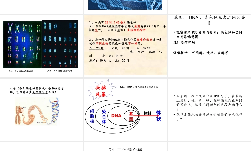 八年级生物下册 7.2.1 基因在亲子代间的传递课件 （新版）新人教版-（新版）新人教版初中八年级下册生物课件