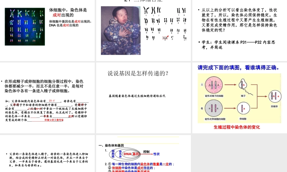 八年级生物下册 7.2.1 基因在亲子代间的传递课件 （新版）新人教版-（新版）新人教级下册生物课件