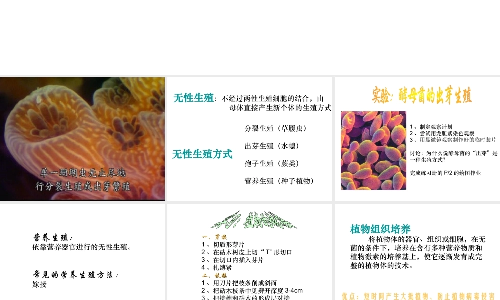 八年级生物下册 21.1 生物的无性生殖课件 （新版）苏教版-（新版）苏教版初中八年级下册生物课件