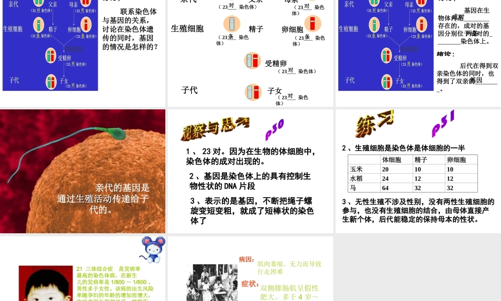 八年级生物下册 7.2.1 基因在亲子代间的传递课件1 （新版）新人教版-（新版）新人教版初中八年级下册生物课件