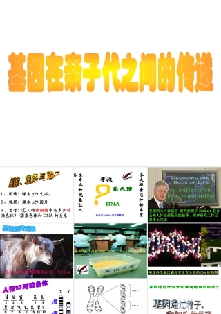八年级生物下册 7.2.1 基因在亲子代间的传递课件1 （新版）新人教版-（新版）新人教版初中八年级下册生物课件