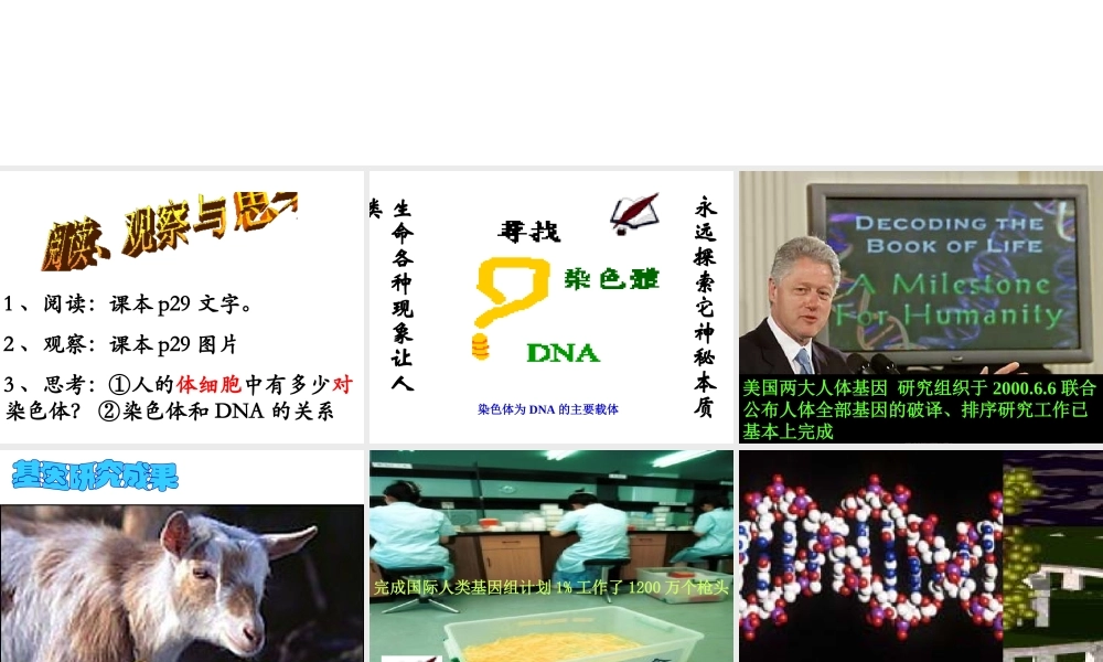 八年级生物下册 7.2.1 基因在亲子代间的传递课件1 （新版）新人教版-（新版）新人教级下册生物课件