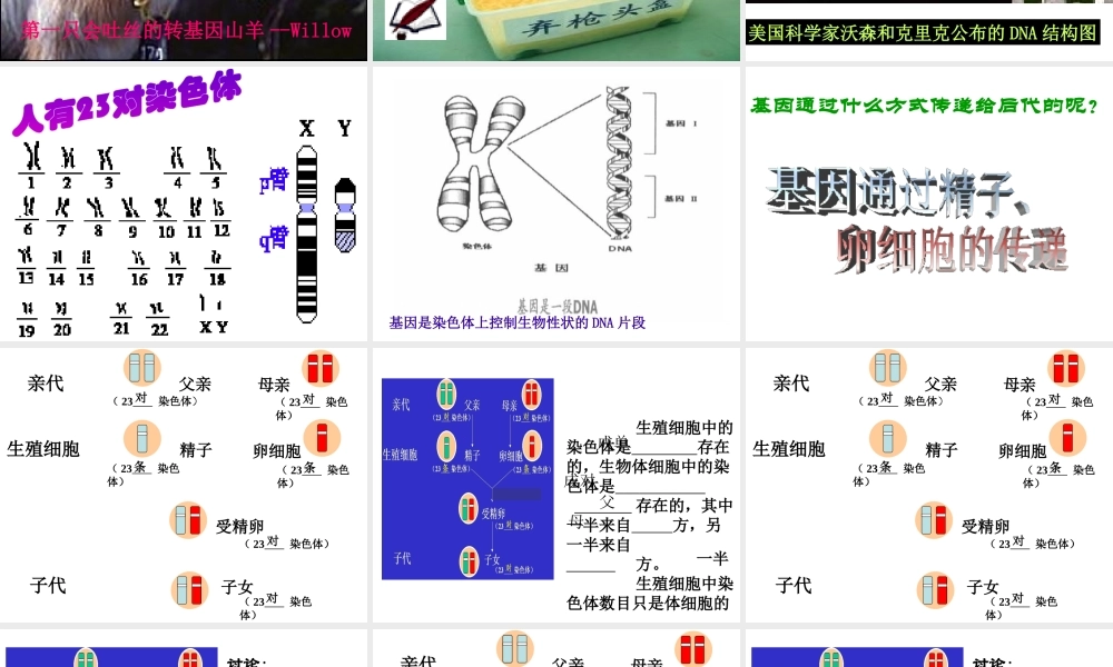 八年级生物下册 7.2.1 基因在亲子代间的传递课件1 （新版）新人教版-（新版）新人教级下册生物课件