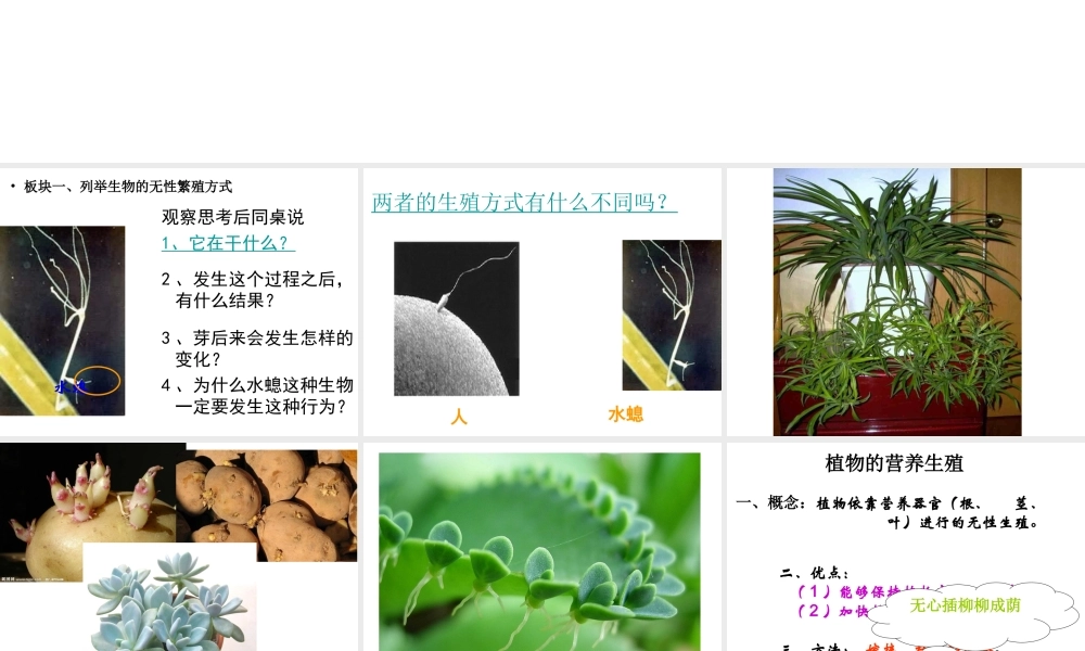 八年级生物下册 21.1 生物的无性生殖课件 苏教版-苏教版初中八年级下册生物课件