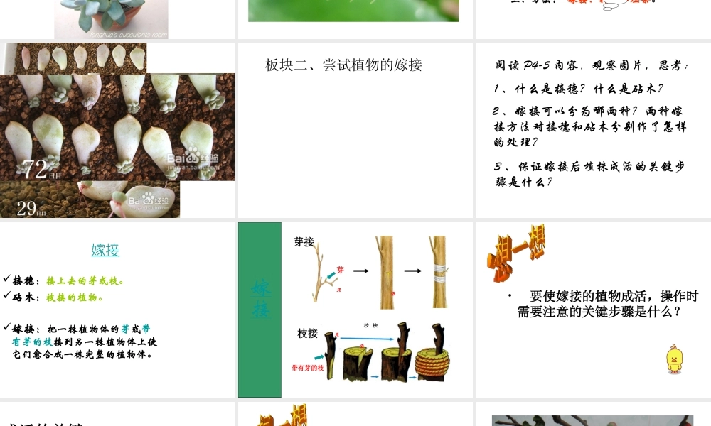 八年级生物下册 21.1 生物的无性生殖课件 苏教版-苏教版初中八年级下册生物课件