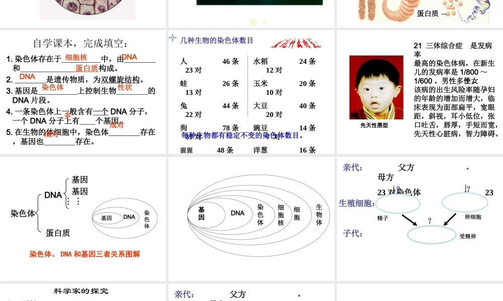 八年级生物下册 7.2.1 基因在亲子代间的传递课件2 （新版）新人教版-（新版）新人教版初中八年级下册生物课件