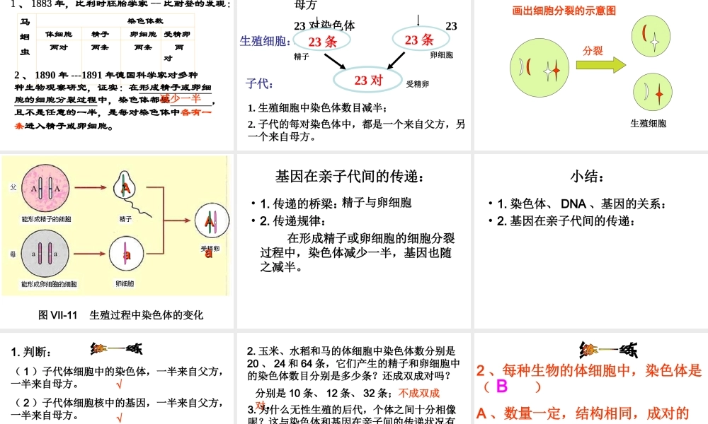 八年级生物下册 7.2.1 基因在亲子代间的传递课件2 （新版）新人教版-（新版）新人教版初中八年级下册生物课件