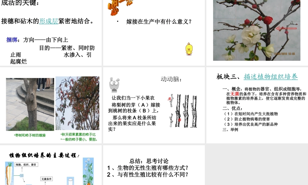 八年级生物下册 21.1 生物的无性生殖课件 苏教版-苏教级下册生物课件