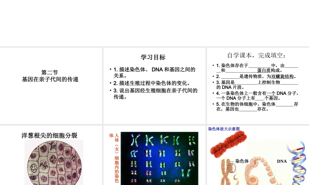 八年级生物下册 7.2.1 基因在亲子代间的传递课件2 （新版）新人教版-（新版）新人教级下册生物课件