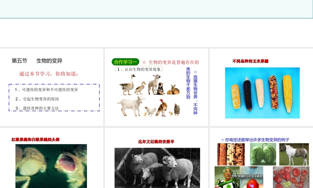 八年级生物下册 7.2.5生物的变异课件4 （新版）新人教版-（新版）新人教版初中八年级下册生物课件