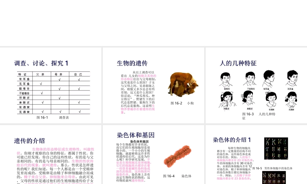 八年级生物下册 21.1《生物的遗传》课件 苏科版