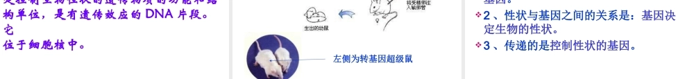 八年级生物下册 7.2.1 生物基因控制生物的性状课件 新人教版