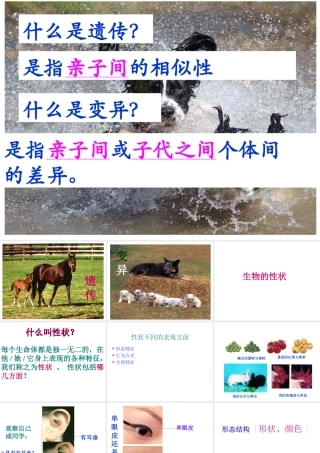 八年级生物下册 7.2.1 生物基因控制生物的性状课件 新人教版