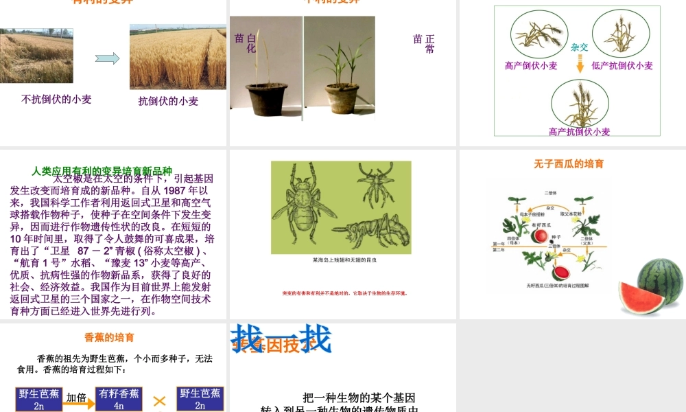 八年级生物下册 21.2 生物的变异课件1 苏科版-苏科级下册生物课件