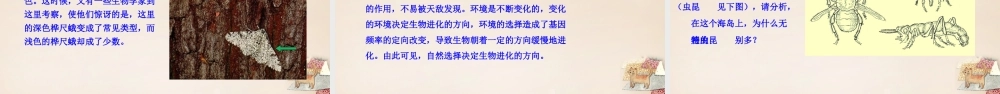 八年级生物下册 21.2 生物的进化（第2课时）课件 （新版）北师大版-（新版）北师大版初中八年级下册生物课件