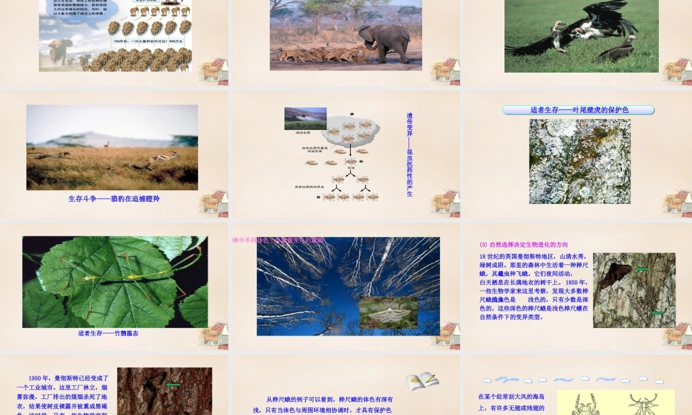 八年级生物下册 21.2 生物的进化（第2课时）课件 （新版）北师大版-（新版）北师大级下册生物课件