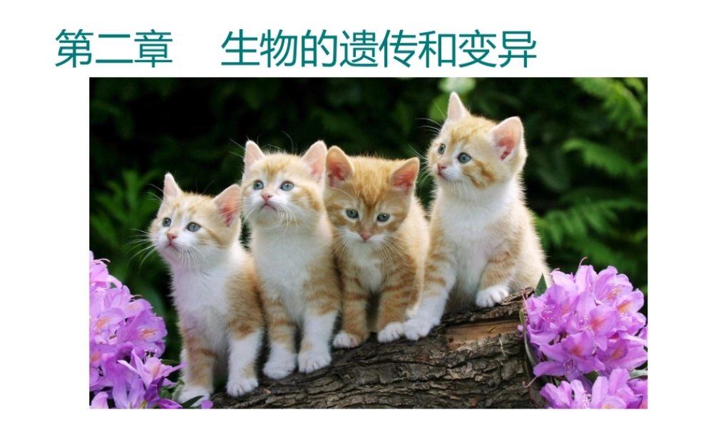 八年级生物下册 7.2.1基因控制生物的性状课件2 （新版）新人教版-（新版）新人教级下册生物课件