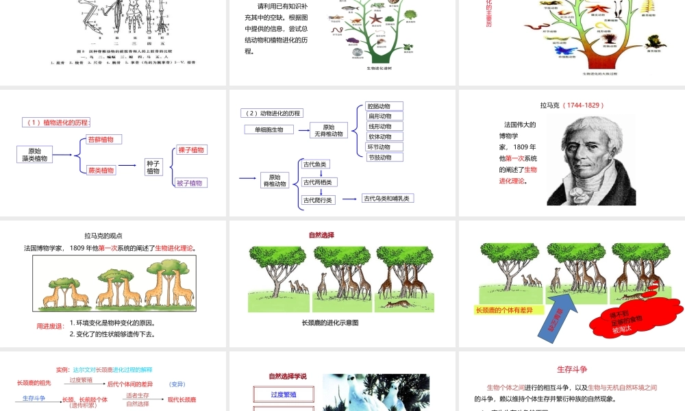 八年级生物下册 6.3.2 生物的进化课件 （新版）冀教版-（新版）冀教版初中八年级下册生物课件