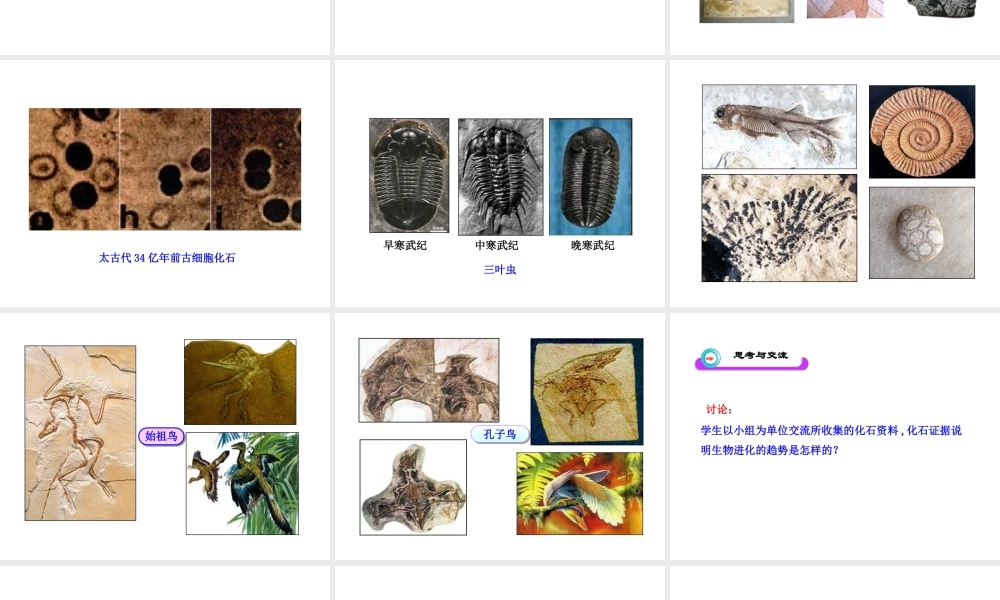 八年级生物下册 21.2 生物的进化课件 北师大版-北师大级下册生物课件