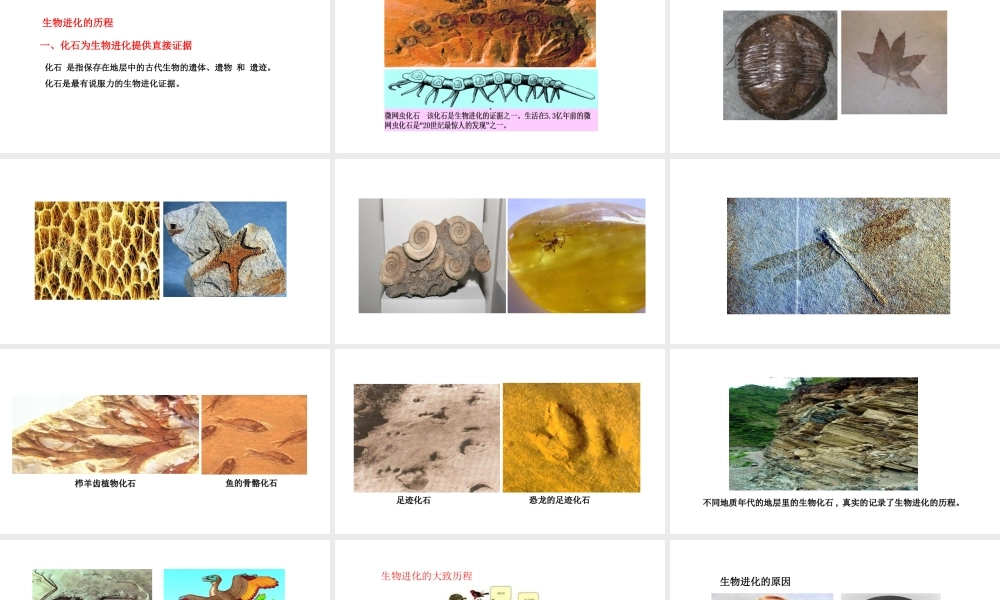 八年级生物下册 6.3.2生物的进化教学课件 （新版）冀教版-（新版）冀教版初中八年级下册生物课件