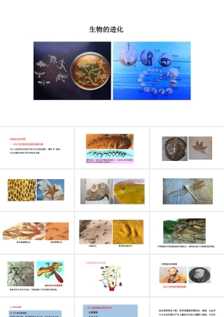 八年级生物下册 6.3.2生物的进化教学课件 （新版）冀教版-（新版）冀教版初中八年级下册生物课件