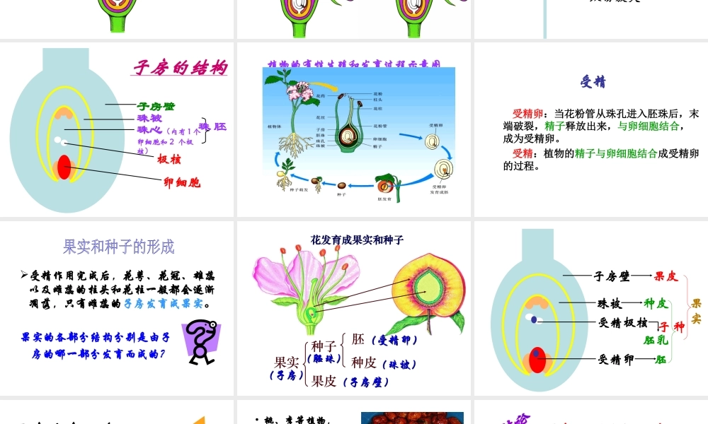 八年级生物下册 21.2 植物的有性生殖课件 苏教版