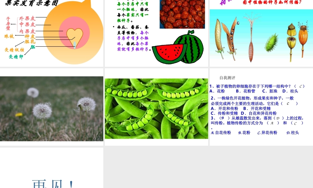 八年级生物下册 21.2 植物的有性生殖课件 苏教版