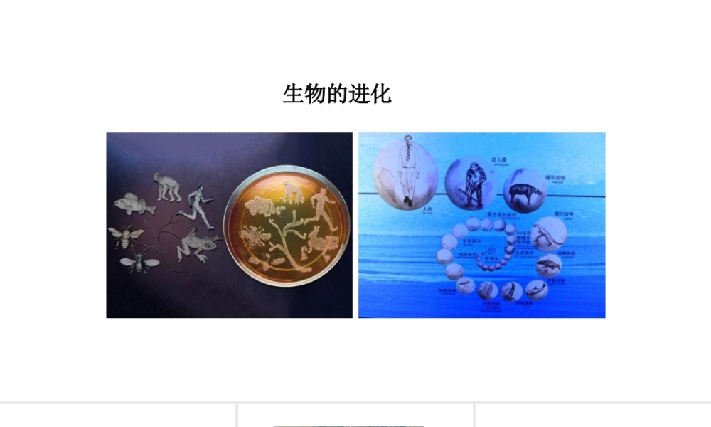 八年级生物下册 6.3.2生物的进化教学课件 （新版）冀教版-（新版）冀教级下册生物课件