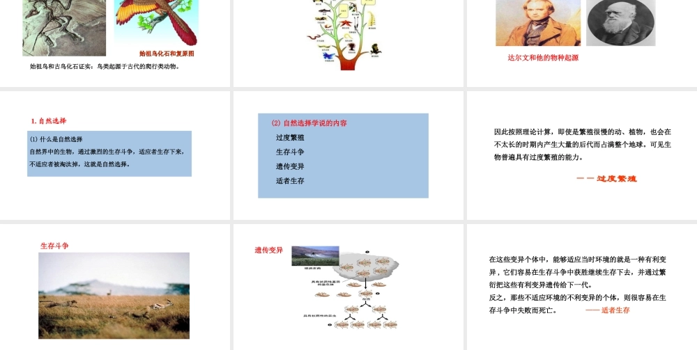 八年级生物下册 6.3.2生物的进化教学课件 （新版）冀教版-（新版）冀教级下册生物课件